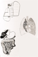 183. Le Corbusier (da La mia Opera) Pianta del carpenter center, Cambridge 1961 disegno di polomoni, disegno stomaco